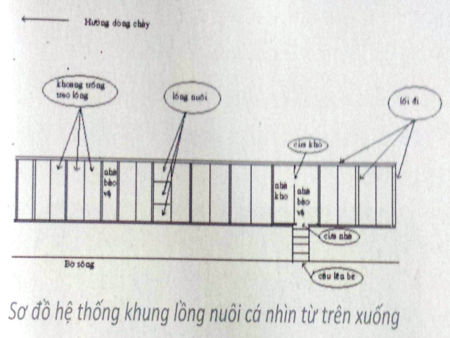 nuôi cá điêu hồng 3