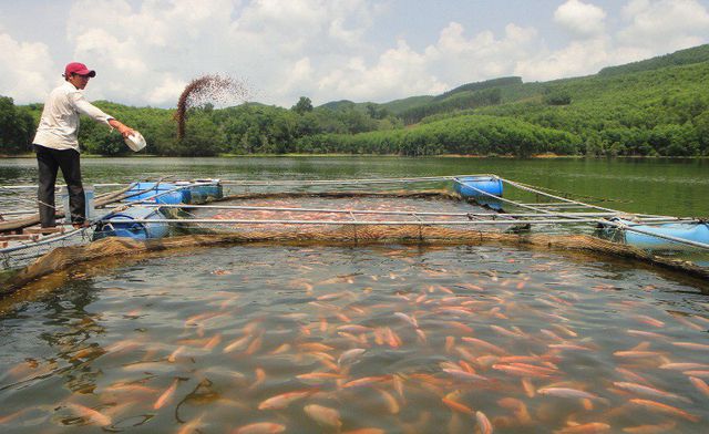 nuôi cá điêu hồng