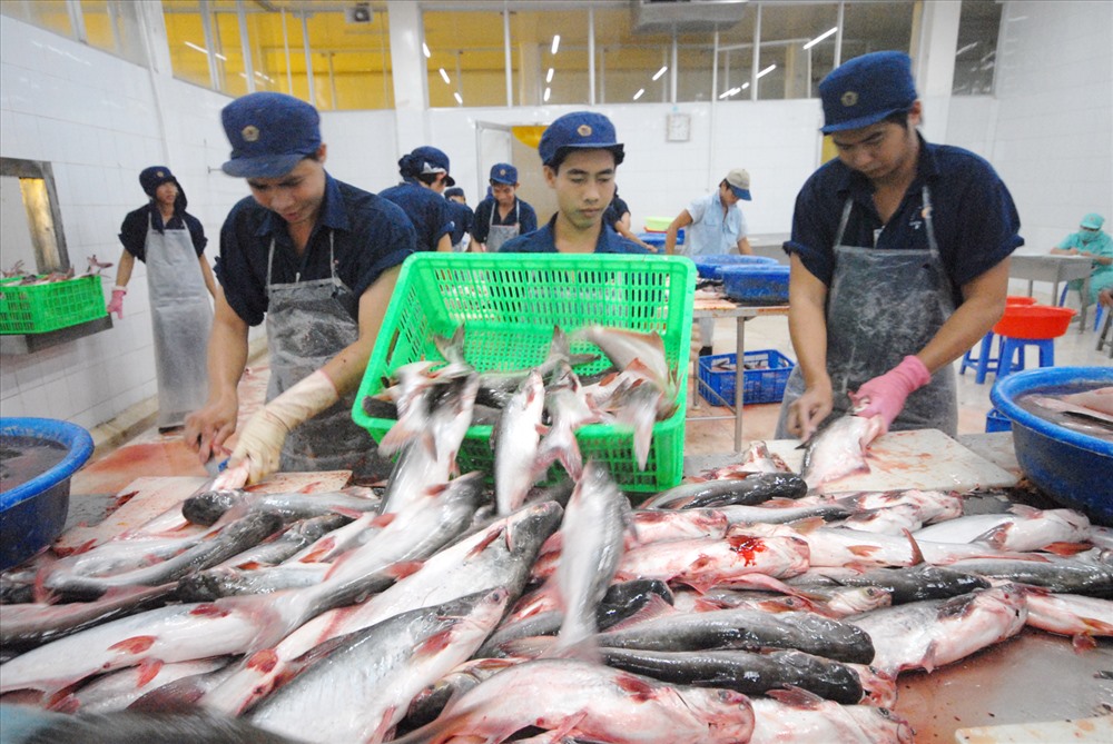 Tháo Gỡ Khó Khăn Cho Ngành Cá Tra Việt Nam