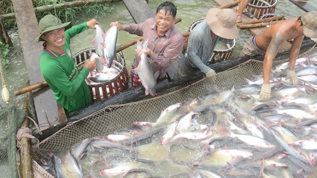 Kỹ Thuật Nuôi Cá Tra Thương Phẩm || Nuôi Cá Tra
