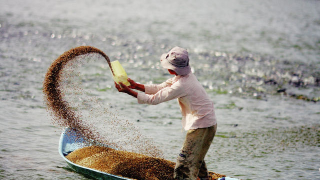 Thức Ăn Tự Nhiên Và Thức Ăn Công Nghiệp Trong Nuôi Trồng Thuỷ Sản