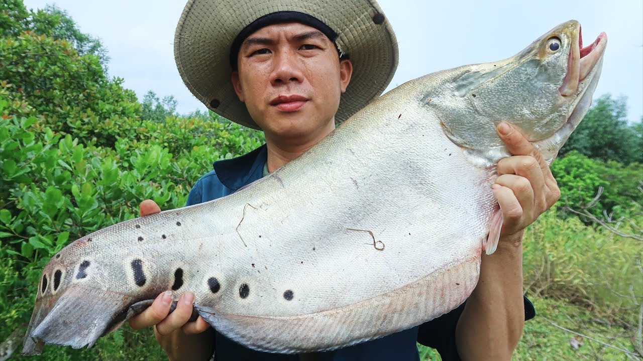 Cá Thác Lác - Cá Nàng Hai || Đặc Điểm Sinh Học Và Kỹ Thuật Nuôi Thương Phẩm