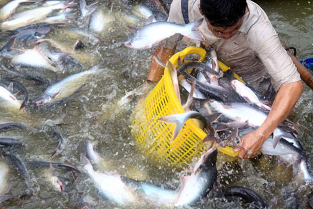Gặp Ngư Dân Đầu Tiên Của Nghề Nuôi Cá Da Trơn