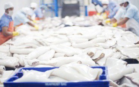 Việt Nam Tăng Xuất Khẩu Mực Sang Hàn Quốc