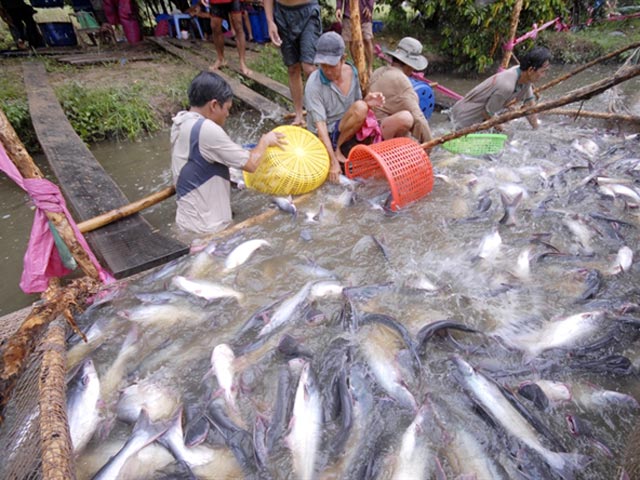 Xuất Khẩu Cá Tra Năm 2019 - Bức Tranh Ảm Đạm