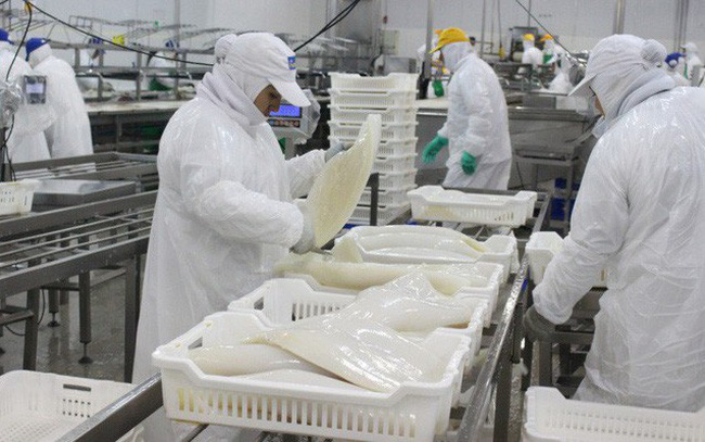 Xuất Khẩu Mực, Bạch Tuộc Sụt Giảm Gần 10% Trong 9 Tháng Đầu Năm Nay